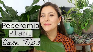 Peperomia Plant Care Tips amp Tricks  Peperomia Houseplant Care [upl. by Pihc574]