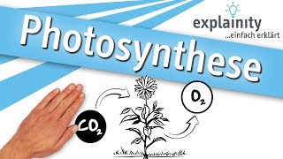 Photosynthese einfach erklärt explainity® Erklärvideo [upl. by Leanahtan296]