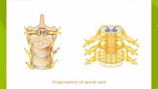 Spinal Cord [upl. by Dunning]