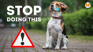 5 Things You Must Never Do to Your Beagle Avoid These Actions [upl. by Neala727]