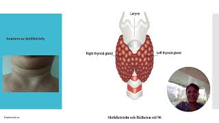Anatomi och funktion av sköldkörteln faktorer som påverkar konvertering av T4 till T3 och rT3 [upl. by Katee]