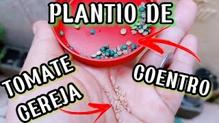 VEJA AGORA COMO EU PLANTEI COENTRO NO TIJOLO E TOMATE CEREJA NO VASO [upl. by Aynad]