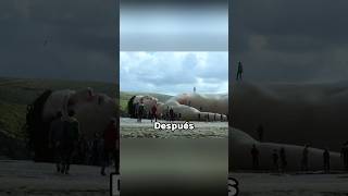 En la playa de un pueblo apareció un gigante del tamaño de un camiónshorts viralshorts movie [upl. by Hsizan]