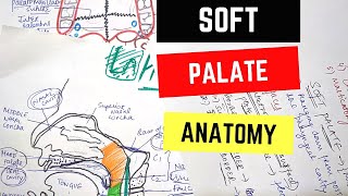 SOFT PALATE ANATOMY [upl. by Gudren]