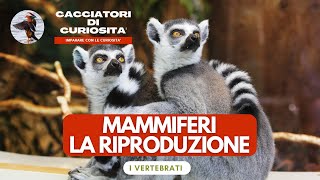 Vertebrati  Mammiferi la riproduzione per la scuola primaria [upl. by Asseram119]