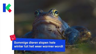 Dieren bereiden zich voor op hun winterslaap [upl. by Ahsilahk143]