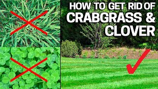 How to Get Rid of Crabgrass amp Clover in the Lawn  Weed Control Like a Pro [upl. by Timms]