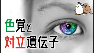 【ゆっくり解説】男女で色覚がちがう？ 遺伝の仕組み【科学  遺伝子】 [upl. by Adamek]