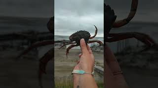 CRAB FIGHTING👀🥊Carcinus Maenas crabfightingbeachnaturecloseupviralvideoshortssubscribelike [upl. by Ennairac]