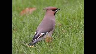 waxwing call [upl. by Jenilee]