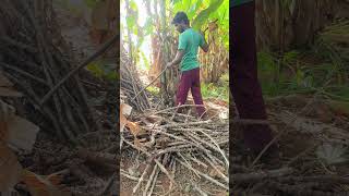 பாம்பு செத்துப் போச்சு agriculture vivasayamviral villagelife shorts jillatamizhan [upl. by Neerhtak973]