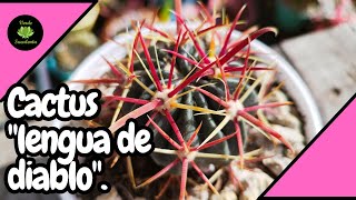 Conoce el Ferocactus latispinus y cómo cuidarlo [upl. by Yerkovich]