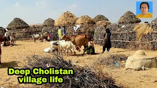 cholistan village insidecholistan desert cholistan people rohirohi desert صحرائے چولستان روہی [upl. by Brookhouse]