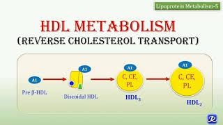 23 HDL Metabolism  Reverse Cholesterol Transport  Lipid Metabolism  Biochemistry [upl. by Allesig]