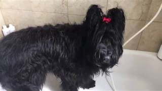 How to Bathe a Briard in 13 Easy Steps [upl. by Goodyear20]