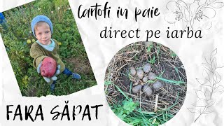 Cartofi cultivati in iarba fara sapa  no dig potatoes directly on the grass [upl. by Chaney280]