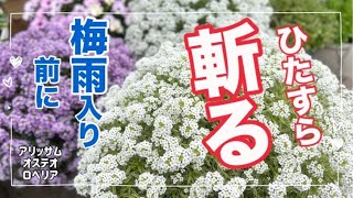 梅雨前に済ませておきたい 切り戻し作業 ついにあの大物を斬る アリッサム切り戻し オステオスペルマム切り戻し ロベリア切り戻し [upl. by Eannej]