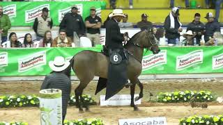 MIEL DE LA ORQUIDEA GRAN CAMPEONA RESERVADA PASO FINO COLOMBIANO EXPO NORTE GRADO B 2023 [upl. by Mcdonald]