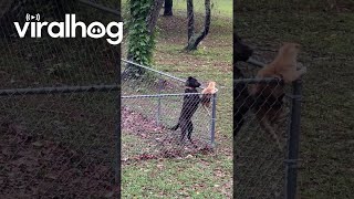 Dog Keeps Cat Contained In Yard  ViralHog [upl. by Malone190]