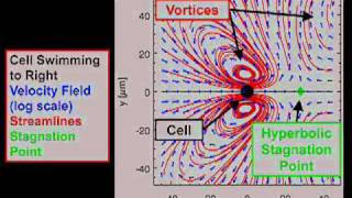 Measuring oscillatory velocity fields due to swimming algaemp4 [upl. by Horten]