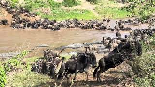 Wildebeest migration arrived Maasai mara [upl. by Monti]