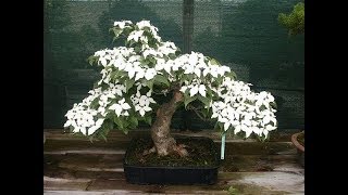 Kousa Dogwood Japanese Dogwood [upl. by Aniretak]