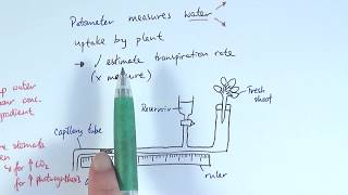 AS Biology  Transpiration OCR A Chapter 93 [upl. by Senzer877]