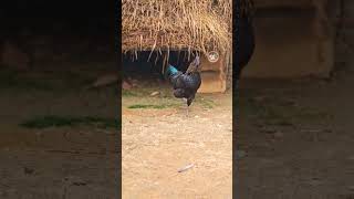 namafarm otha kaala joke vivekcomedy tamilshorts comedyvideo kollywood farmlife [upl. by Fe868]