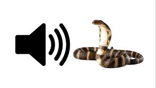 Rattlesnake  Sound Effect [upl. by Taro]