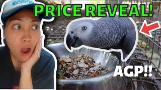 MAGKANO ANG AFRICAN GREY PARROT PAANO ALAGAAN ANG AGP [upl. by Leandre]