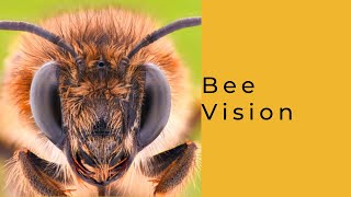 Bee Vision [upl. by Verlee]