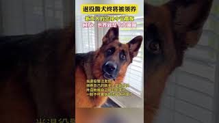 退役警犬的新归宿 shortvideo 搞笑 cute 可愛 有趣 [upl. by Clary]