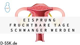 Eisprung  Fruchtbare Tage  Schwanger werden ✪ DSSKde [upl. by Eivlys]