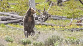 Lamar ValleyMammoth Hot SpringsBears amp more PART FIVE of our 3600 mile roadtrip ArkansasWyoming [upl. by Etnahsa]