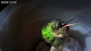 Snoring Hummingbird  Super Cute Animals Preview  BBC One [upl. by Coumas]