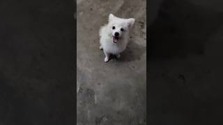 Kutta nahin baccha hai Mera 🤧🥹 dog labrador doglover love trending doggie [upl. by Elletsyrk]