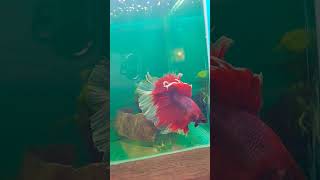 Imported Betta fish Available ♥️aquarium fishtank fish tricks bettafish shorts [upl. by Oslec]