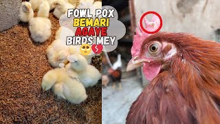 Fowl Pox agaye Sare Murgion mey 🥺💔🐥  Fowl Pox Dieases Treatment in Poultry [upl. by Jacobah]