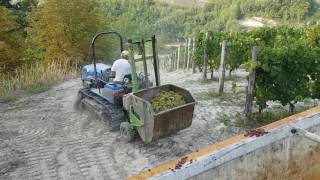 Vendemmia Visconti Diego Bubbio AT Moscato d Asti 2016 [upl. by Yesnek]