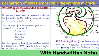 Formation of extra embryonic membrane in Chick  Developmental Biology Lecture [upl. by Atsillak317]