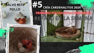 5 Primeros pollos de cardenalito de la temporada 2024 [upl. by Ohce]