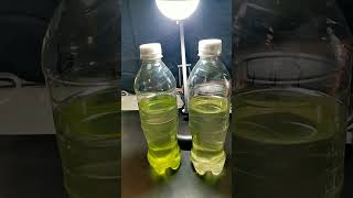 What in the Algae is going on here experiment biofuel microalgae sustainability science [upl. by Aita151]