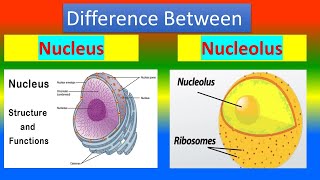 Difference between Nucleus and Nucleolus [upl. by Akerue]