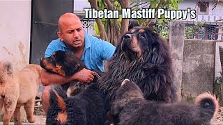 Tibetan Mastiff Dog  शेर जैसे कुत्ते  Original Tibetan Mastiff Puppy [upl. by Doone]