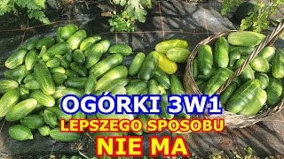 Uprawa Ogórków 3w1 Lepszego sposobu NIE MA Ogórek gruntowy wyda bardzo dobre plony [upl. by Yelrac]