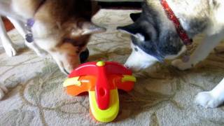 Treat Triad Puzzle Toy  Kyjen  Siberian Husky Approved  Boycott Boring Dog Toys [upl. by Pattani]