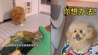 小狗真的會思考！下午看著我做的事情狗狗 萌寵 pets [upl. by Ferretti]