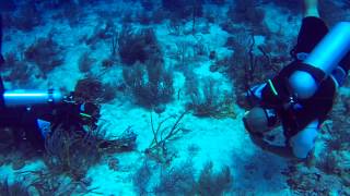 Dive Site The Point Roatan Honduras [upl. by Kurt798]