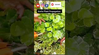 Aralia Plant Propagation From Cutting ytshort shortvideo viral Plant aralia gardening [upl. by Ahsenor]