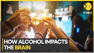 How alcohol impacts the brain  Brain can repair damage in 73 months  WION [upl. by Anselmo]